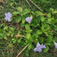 Ruellia prostrata Poir.